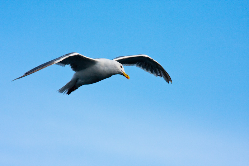 Gull In Flight